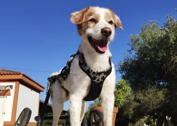 Las felicidades a la carrera de Lucas, un perro en silla de ruedas que disfruta de la vida y ayuda a sus congéneres