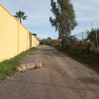 Dos agentes de la Policía Local de Chipiona atropellan y …