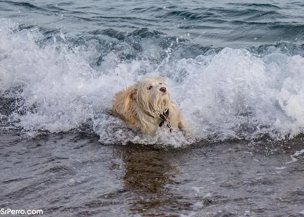 Los perros de mar pasean por instagram ¡y uno regalará a sus humanos un viaje en un camarote Pet Friendly de Baleària!