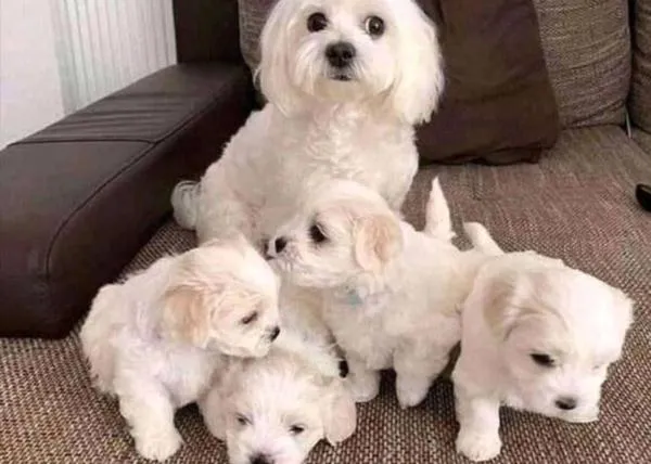 ¿Sabéis de alguna persona que regale un cachorro de bichón maltés? ¿o.... cualquier raza pequeña y de moda?