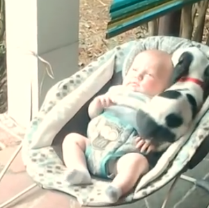 La siesta de una bebé y un cachorro: vídeos que …