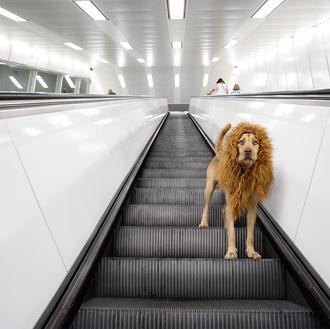 El perro león: un fabuloso proyecto fotográfico sobre un perro …