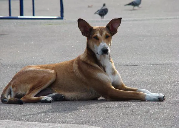 No es ciencia todo lo que reluce: la hipótesis de los perros callejeros y el coronavirus