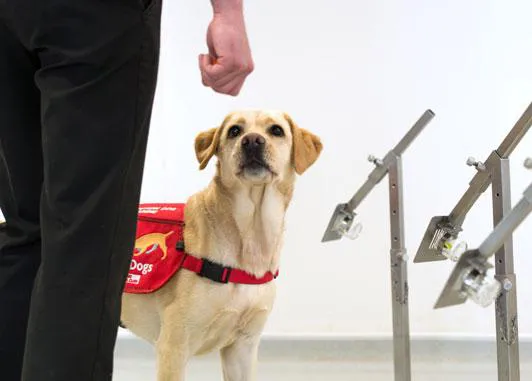 Los perros de detección también podrían ser clave en la lucha contra el COVID-19