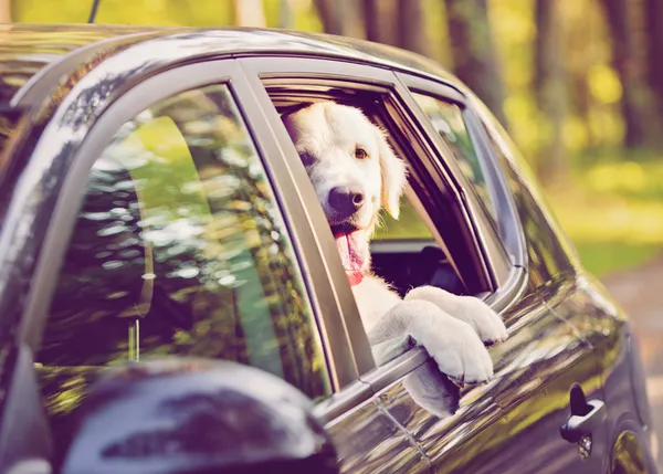 Pistas básicas para evitar que un perro se maree al viajar en coche