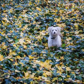 Las 11 flores y plantas más venenosas para los perros