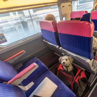¿Cómo viajar con perro en los trenes OUIGO? Los canes …