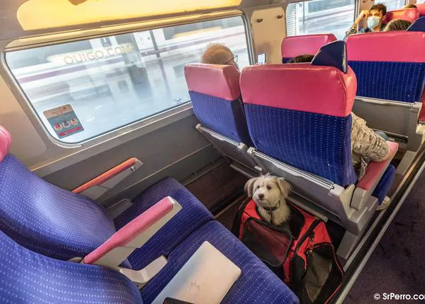 ¿Cómo viajar con perro en los trenes OUIGO? Los canes de más de 10kg se quedan en tierra