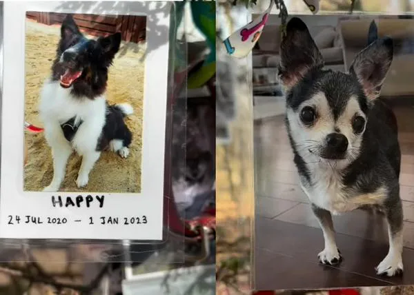 El árbol de Navidad secreto con homenajes a cientos de perros y otros animales en pleno Central Park de Nueva York