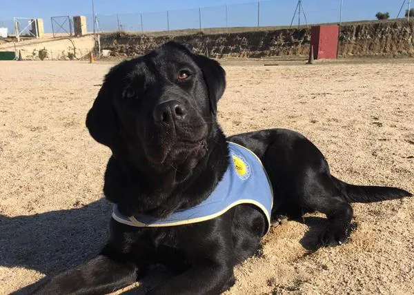 Piden ayuda para encontrar a una perra de asistencia de Bocalán robada en Aranjuez