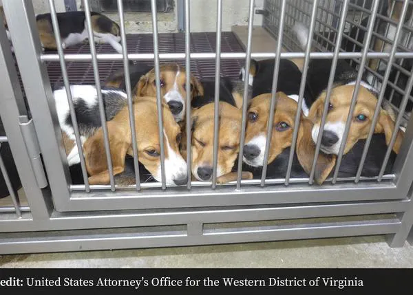 Una multa histórica, de más 35 millones de dólares, para Envigo, empresa que cría perros para experimentación animal