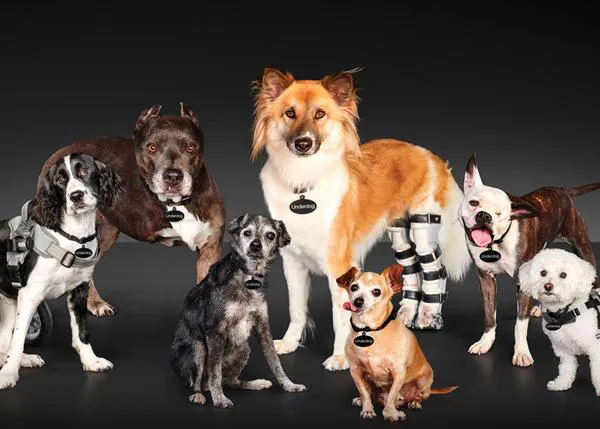 Genial campaña para fomentar las adopciones de perros 
