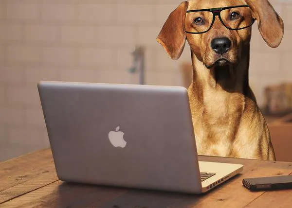 Breaking news para empresas: ser dog friendly tiene grandes beneficios