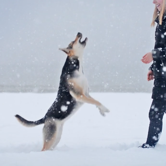 Al mal tiempo, buena pata: perros disfrutones en la nieve