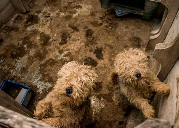 Denuncian a un criadero de perros en Tres Cantos por las nefastas condiciones en las que están los animales