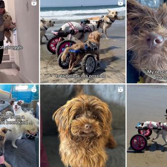 Los imparables: una manada de perros parapléjicos decididos a cambiar …