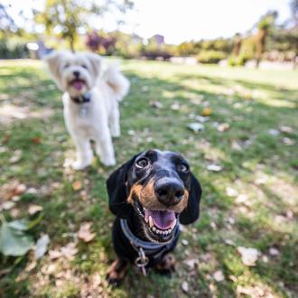 Manual de instrucciones para perros: 5 libros de educación canina