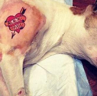 Tatuajes y Piercings para perros: prohibidos por ley en Nueva …