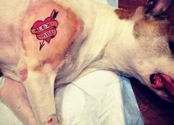 Tatuajes y Piercings para perros: prohibidos por ley en Nueva York