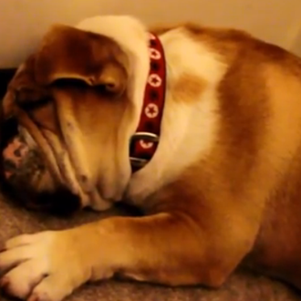 Vídeos perrunos anti-stress: los ronquidos felices de un Bulldog Inglés