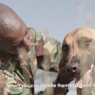 Los perros que salvan rinocerontes, los perros que ayudan a …