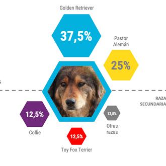 ¿Qué información hay en los genes de nuestro perro? Los …