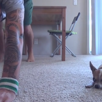 Chihuahua Yoga, el mejor ejercicio canino-humano para el verano 
