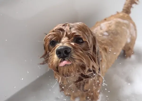 ¿Cuándo puedo bañar a mi can? ¿Si baño a un cachorro puede coger moquillo?