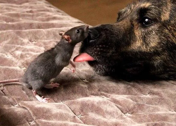 Amistades improbables pero ciertas (y del todo adorables): el perro y la rata