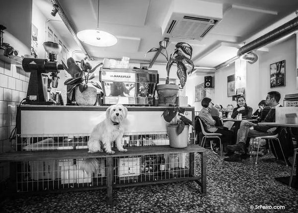 10 cafés bonitos en Barcelona y en Madrid donde escaparte a trabajar un rato con tu perro