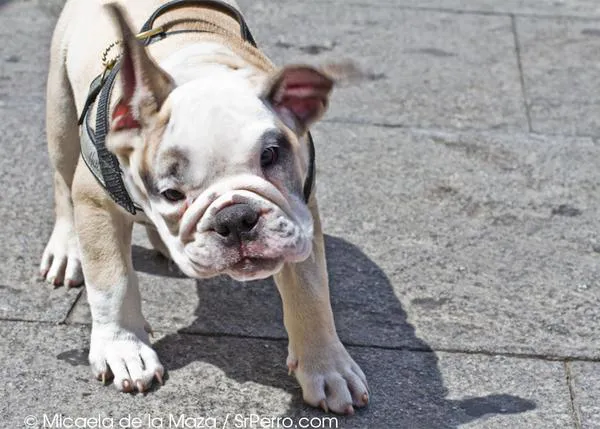 Operación pulga: cómo detectar si tu perro se rasca porque tiene 