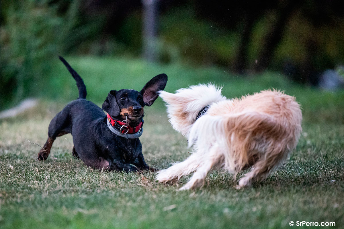 cuando mi cachorro puede jugar con otros perros