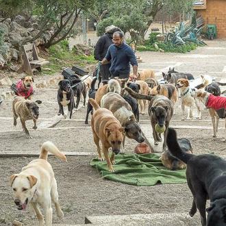 Canópolis, el refugio donde viven perros y gatos en semilibertad …