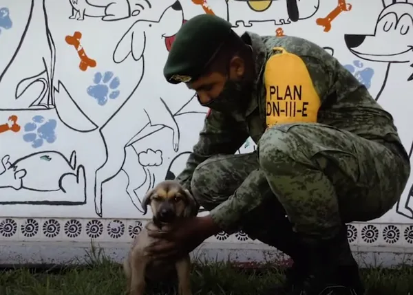 Militares mexicanos crean un albergue para perros de la calle donde los cuidan y educan: Los Perritos de Santa Lucía