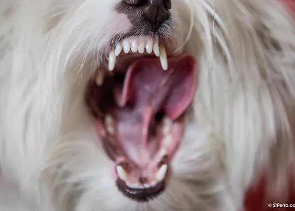 La enfermedad periodontal relacionada con el declive mental en perros: otra razón más para cuidar su salud dental
