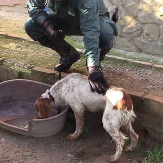 La Guardia Civil rescata a más de 40 perros y …