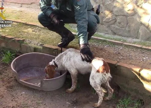 La Guardia Civil rescata a más de 40 perros y otros animales hacinados en una perrera ilegal