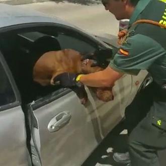 La Guardia Civil rescata de un coche a una perra …