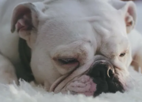 Un vídeo dedicado a los canes más comodones del mundo