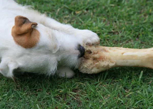 La FDA advierte sobre los peligros de los huesos recreativos para perros