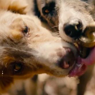 Una preciosa historia de amistad canina y de una adopción …