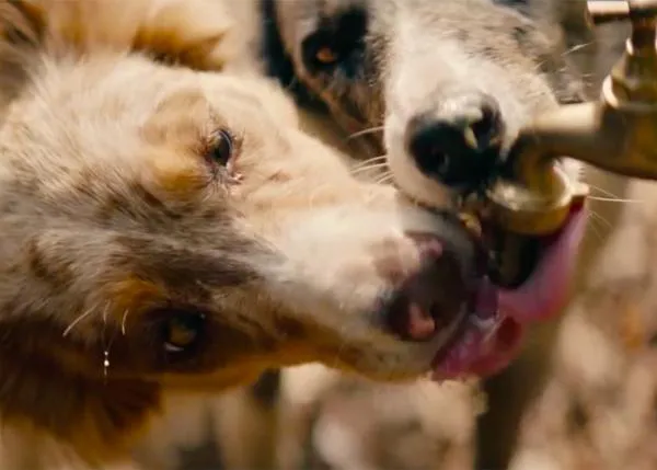 Una preciosa historia de amistad canina y de una adopción en versión anuncio  