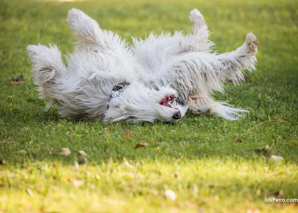 Las reacciones alérgicas más frecuentes en los canes: cómo reconocerlas y cómo actuar