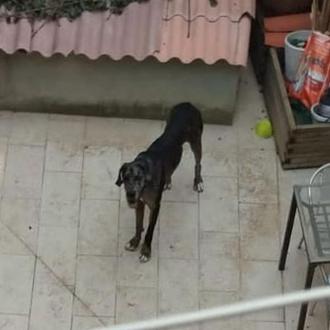 Un perro esquelético encerrado 24h en un patio en Tona …