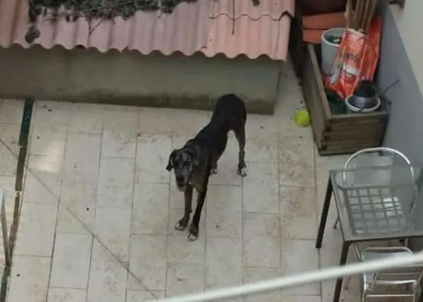 Un perro esquelético encerrado 24h en un patio en Tona... ¿cómo es posible que maltratos así sigan sucediendo?