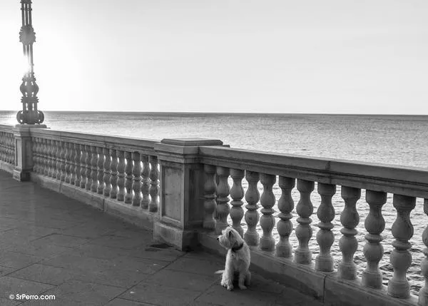 Hasta 750 euros por pasear con un perro por las playas de Cádiz, vuelve a advertir la Policía Local