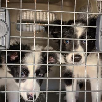Unos 100 cachorros de razas -de moda- rescatados en otra …