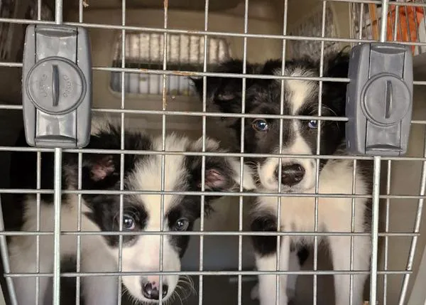 Unos 100 cachorros de razas -de moda- rescatados en otra operación contra la venta ilegal de perros en España