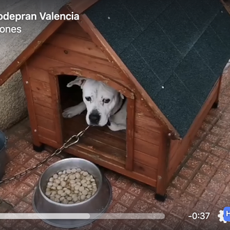 La protectora Modepran de Valencia está saturada: piden ayuda para …