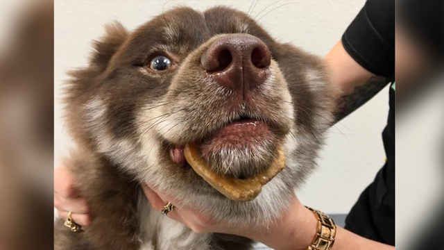 la médula de los huesos es buena para los perros